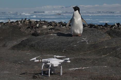 Drones were used to assist in the penguin census.